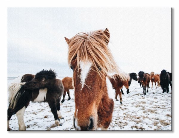 Obraz na ścianę - Konie - Icelandic Horse