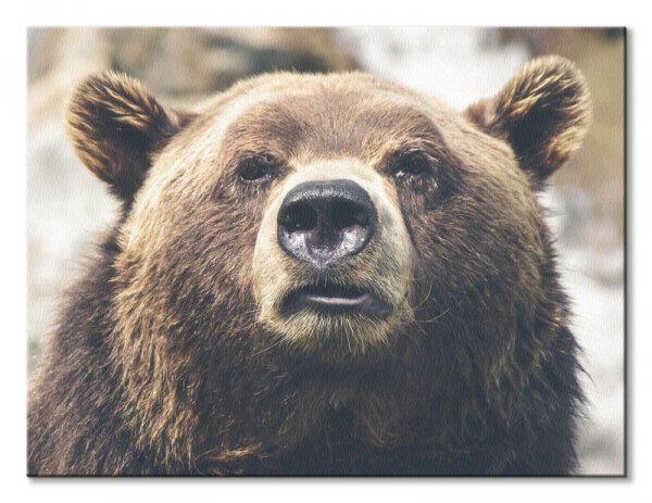 Niedźwiedź - obraz na płótnie