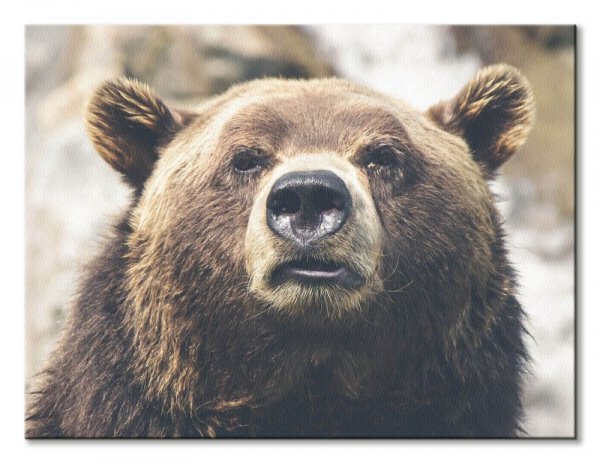 Niedźwiedź - obraz na płótnie