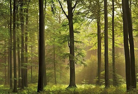 Fototapeta Las - 366x254 cm - Sklep decoart24.pl