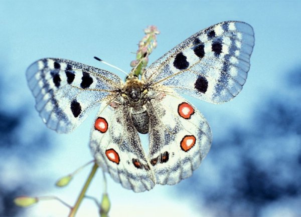 Fototapeta Motyl Apollofalter - Fototapety z motylami sklep
