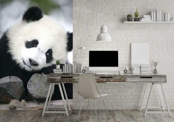 Fototapeta na ścianę - Wielka Panda - 115x175 cm