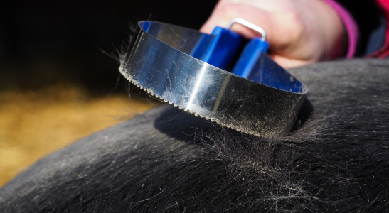 WIOSENNA ZMIANA SIERŚCI U KONIA - JAK SOBIE PORADZIĆ?